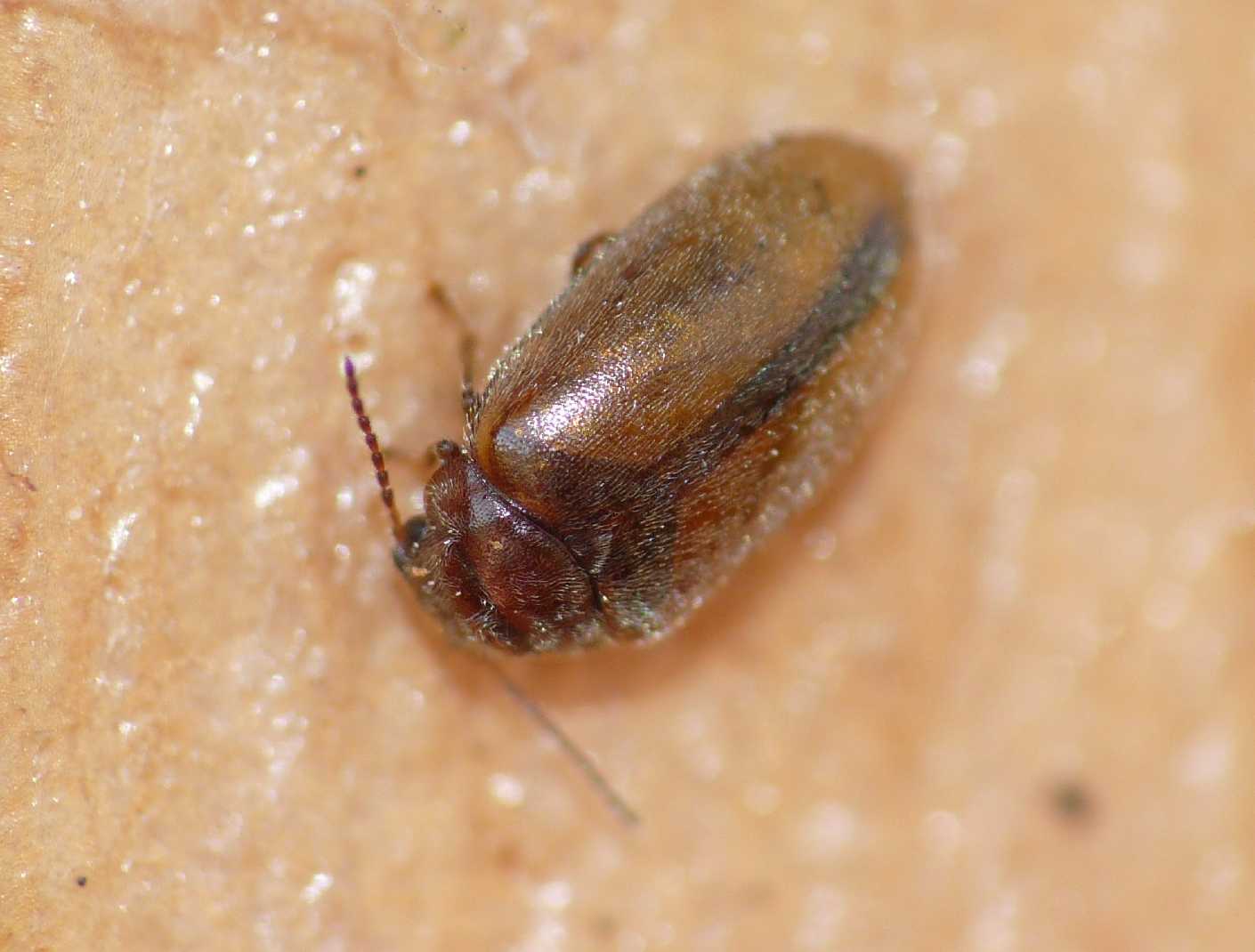 Piccolo Chrysomelidae? No. Scirtidae: Cyphon sp.